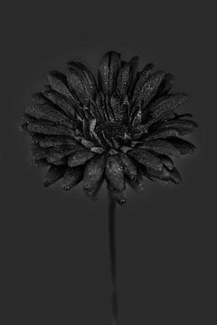 Fake flower 1 van Zoë Verbruggen