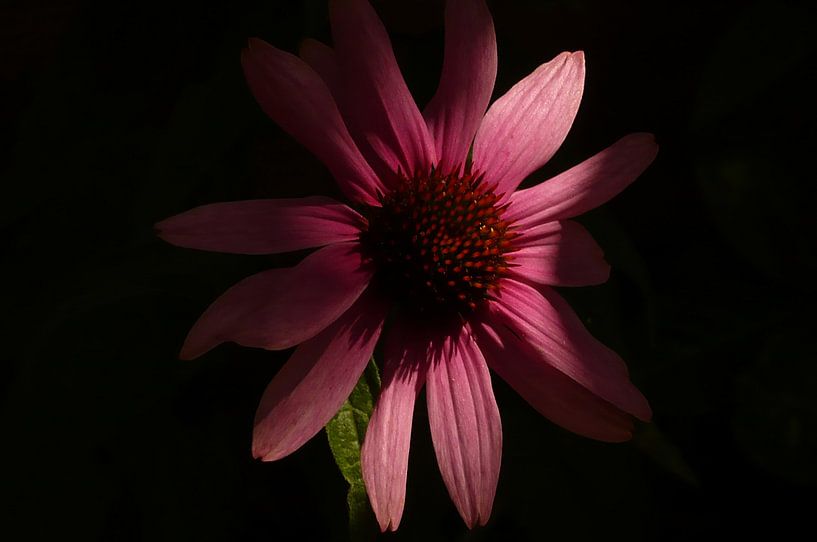 Sun hat on dark background by Monique Maessen-Demoet