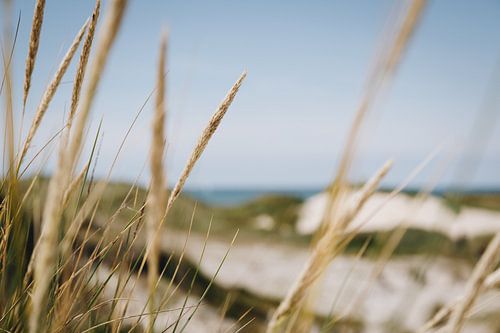 Les zostères dans les dunes de Schoorl, le long de la côte néerlandaise | Photographie de nature Fin
