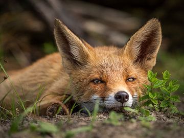tired fox by Kayleigh Heppener
