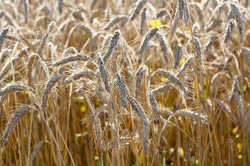 Akkerbouw graan 6308004245 fotograaf Fred Roest