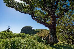 Oude boom in Madeira van Michel van Kooten