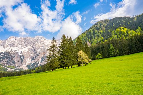 Alpen vallei in de lente
