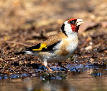 Der bunte Stieglitz (Putter)