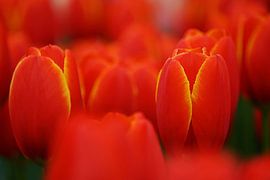 Tulipa World's Favorite by Albert van Dijk
