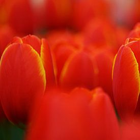 Tulipa World's Favorite by Albert van Dijk