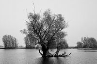 no man is an island
