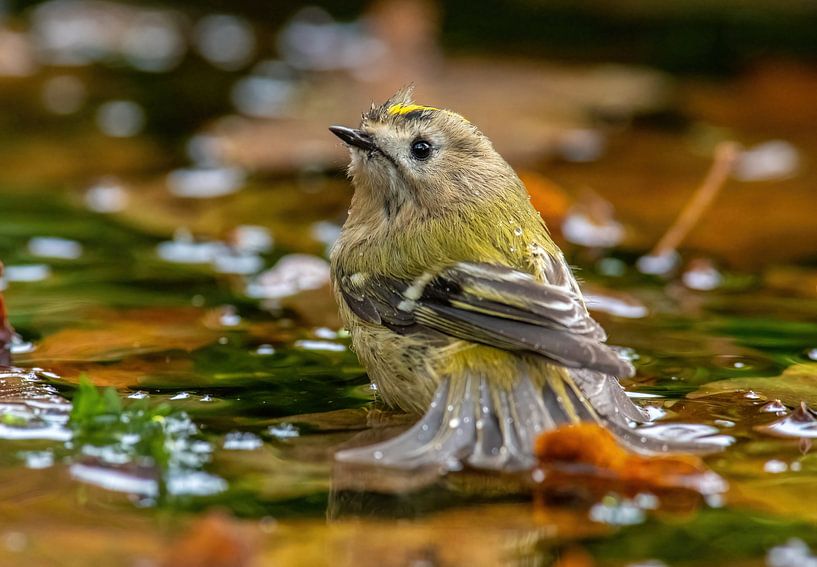 Goldcrest by Harry Punter