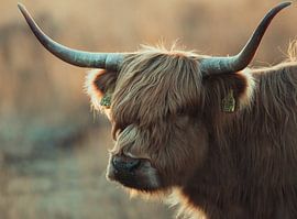 Scottish Highlander by Bram Martens