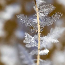 la magie gelée de la neige et des cristaux de glace sur Karin Hendriks Fotografie