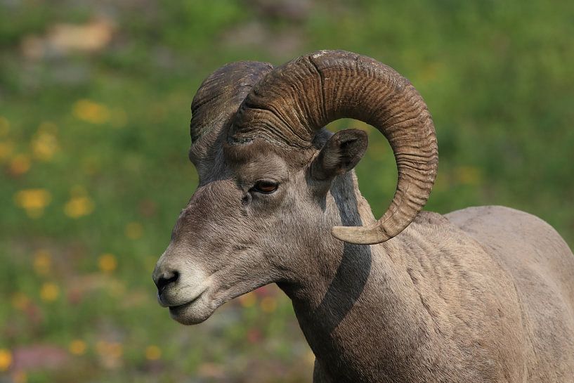 Bighorn Sheep Glacier National Park Montana USA by Frank Fichtmüller