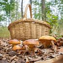 Paddenstoelen in het bos van Heiko Kueverling thumbnail