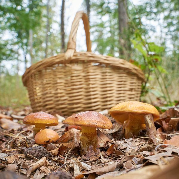 Paddenstoelen in het bos van Heiko Kueverling