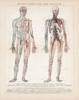 Anatomie. Bloedvaten van de mens