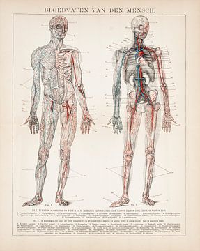 Anatomie. Bloedvaten van de mens van Studio Wunderkammer
