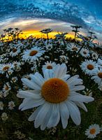 Wild daisies in evening sun 8