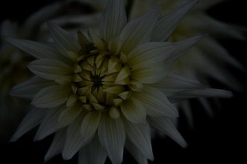 White flower van Novaii Emery
