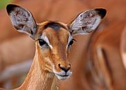 Impala - Afrika wildlife von W. Woyke Miniaturansicht