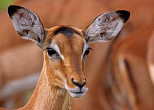 Impala - Afrika wildlife von W. Woyke