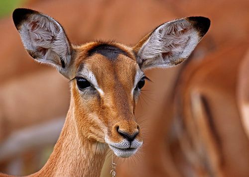 Impala - Africa wildlife