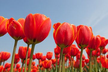 Close up van rode tulpen tegen achtergrond van een helder blauwe lucht van Henk van den Brink