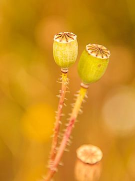 Outgrown poppy by Ankie Kooi