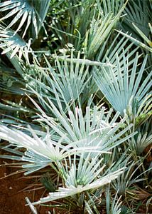 Blaue / grüne Palmblätter in Marokko Türkisfarbene Pastelle | Botanischer Fotodruck