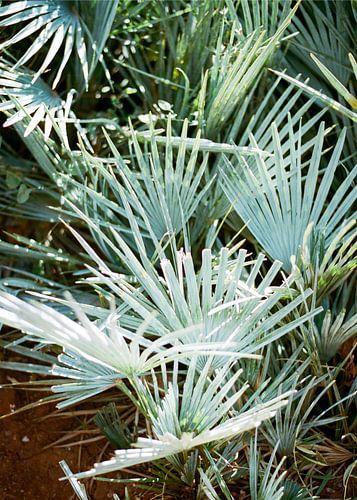 Blue / green palm leaves in Morocco Turquoise pastels | Botanical photo print by Raisa Zwart Travel Photography Prints