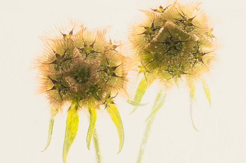 Fruit de l'ail dans la glace 2