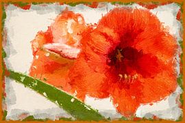Amaryllis by Stephan Zaun