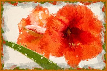 Amaryllis