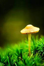 Mushroom 9 by Deshamer