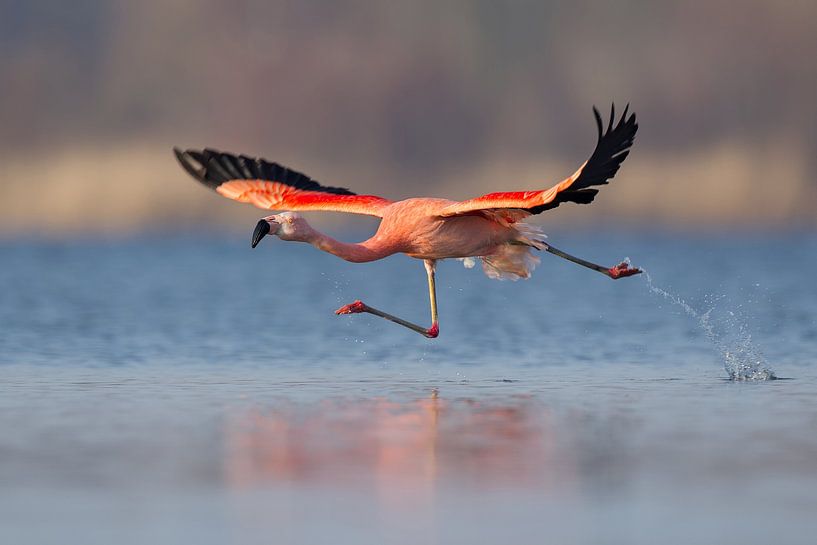 Chilean Flamingo by Aldert Verboom