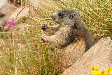 Marmot is gras aan het eten in de alpen van Paul Wendels