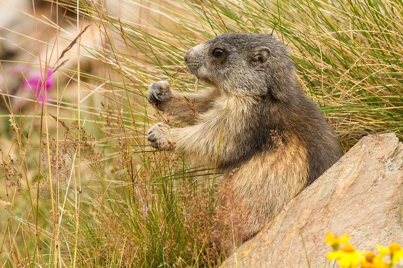 Marmot is eating grass in the alps by Paul Wendels