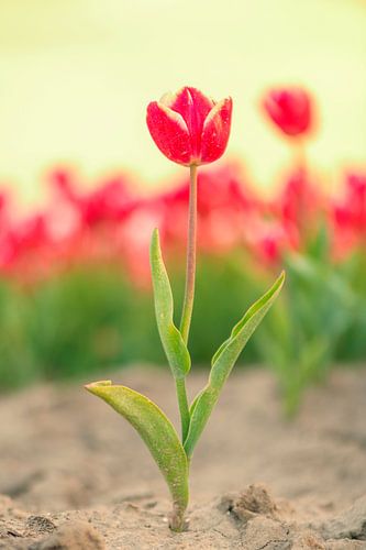 Rode tulp met een veld tulpen in de achtergrond tijdens zonsondergang
