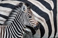 Common Zebra (Equus burchellii) foal standing next to its mother by Nature in Stock thumbnail