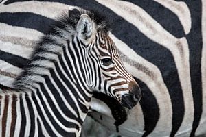 Zebrafohlen (Equus burchellii) neben ihrer Mutter stehend, Sabi Sands Game Reserve, Mpumalanga, Süda