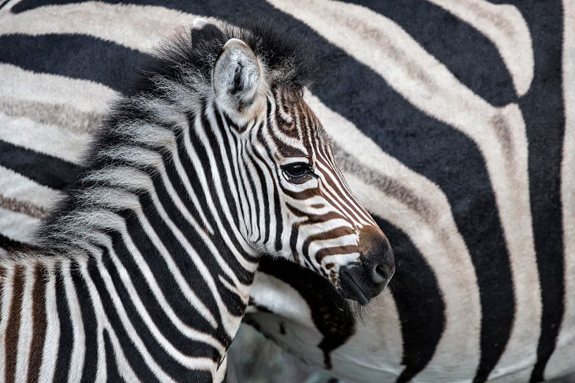 Zebrafohlen (Equus burchellii) neben ihrer Mutter stehend, Sabi Sands Game Reserve, Mpumalanga, Süda von Nature in Stock