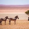 Zebra's in de Kalahari van Robert Riewald