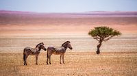 Zebras in der Kalahari von Robert Riewald Miniaturansicht