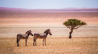 Zebra's in de Kalahari