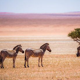 Zebra's in de Kalahari