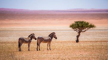 Zebras in der Kalahari von Robert Riewald