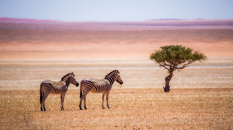 Zebras in der Kalahari von Robert Riewald