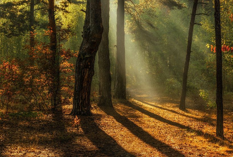 forest lit by the sun by Mykhailo Sherman