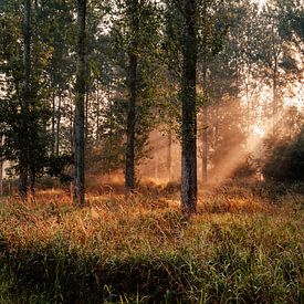Zonlicht schijnt door de bomen in het Leeuwarder Bos van Nando Foto