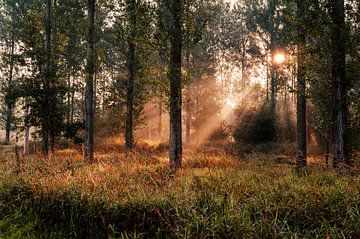 Zonlicht schijnt door de bomen in het Leeuwarder Bos van Nando Foto