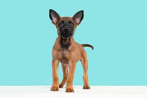 Netter Malinois-Schäferhund-Welpe stehend vor einem blauen Hintergrund