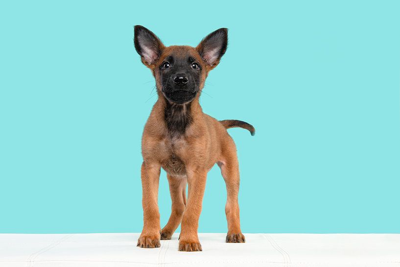 Cute Malinois shepherd puppy standing against a blue background by Elles Rijsdijk